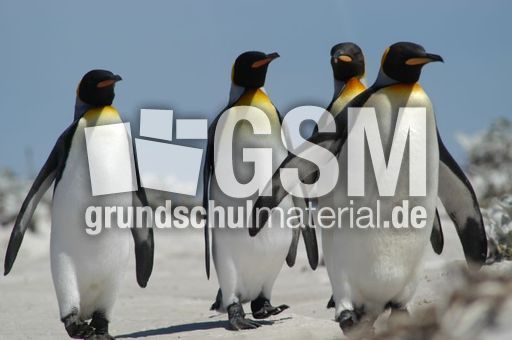 Königspinguin (62 von 84).jpg